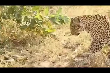 2 mẹ con báo gấm đại chiến trăn “khủng”