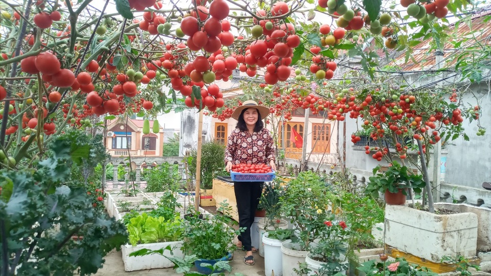 Quả trĩu cành, hoa bốn mùa trên sân thượng của người phụ nữ tại Hải Phòng - 5 Quả trĩu cành, hoa bốn mùa trên sân thượng của người phụ nữ tại Hải Phòng - 5
