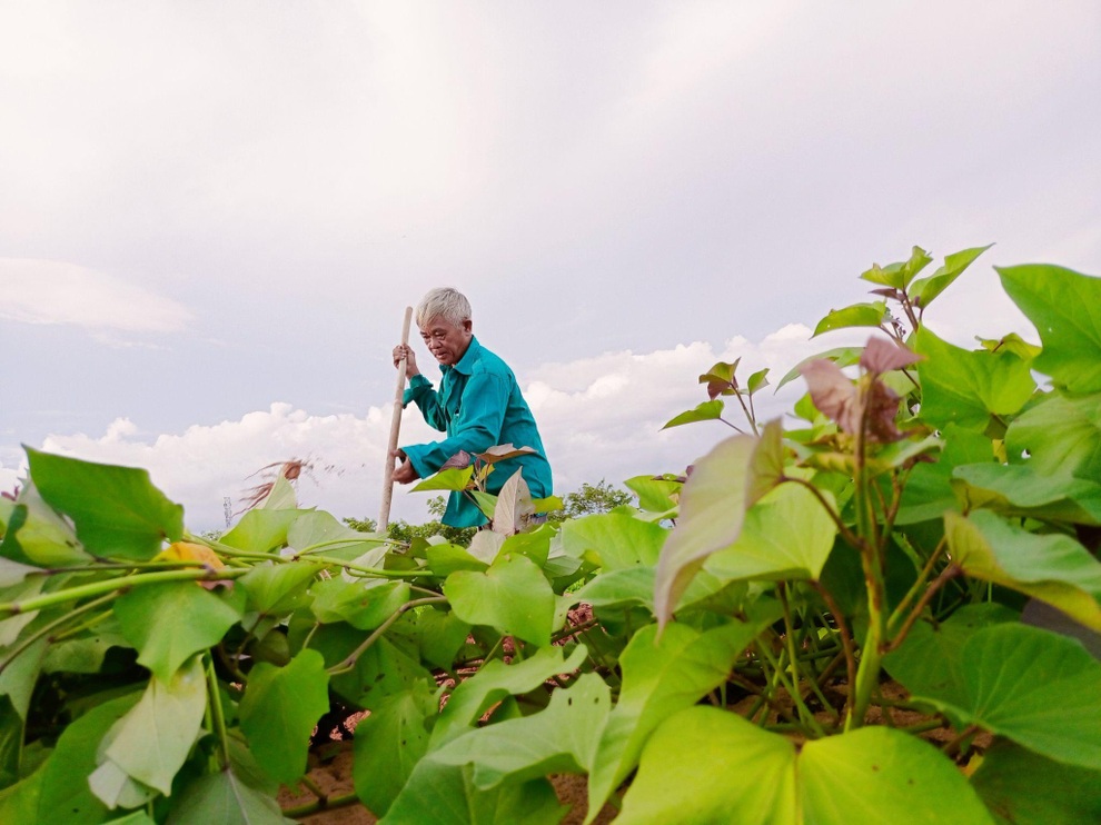 Ông bố gà trống nuôi con làm mảnh vườn gần 4.000m2 ở Bình Thuận - 1