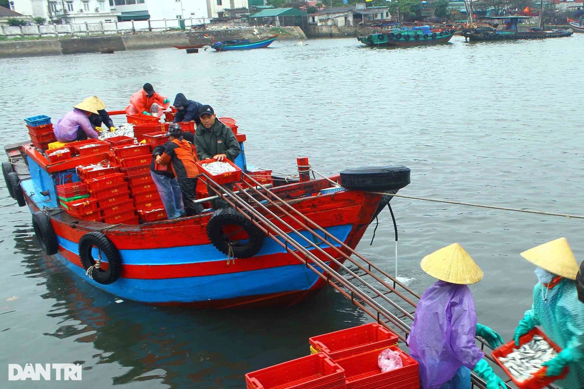 Đội mưa rét kiếm ngày triệu bạc, thợ bốc xếp ở cảng cá mơ Tết ấm - 3 Đội mưa rét kiếm ngày triệu bạc, thợ bốc xếp ở cảng cá mơ Tết ấm - 3
