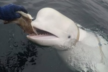 Cá voi trắng bị nghi là “gián điệp của Nga” được phát hiện ở Na Uy