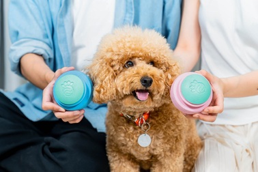 Cùng Pupdy thay đổi cách chủ nuôi yêu thương và chăm sóc thú cưng