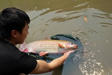 5 loài cá cực hiếm được ví là “ngũ quý hà thủy”, có tiền cũng khó mua