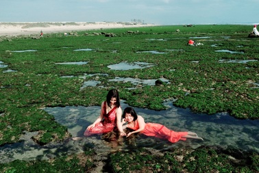 Vẻ đẹp mê hoặc lòng người của cánh đồng rong biển