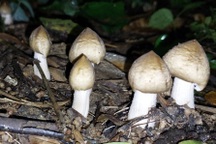 Đêm đi săn nấm "vua", ngày bỏ túi bạc triệu