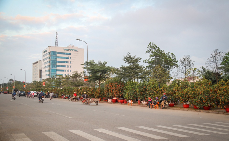 Quất, đào đổ gục trước Tết, dân buôn như ngồi trên đống lửa - 4 Quất, đào đổ gục trước Tết, dân buôn như ngồi trên đống lửa - 4