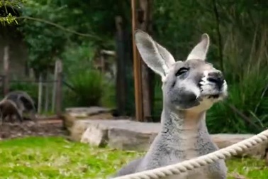 Chuột túi kangaroo - biểu tượng đặc biệt của Australia