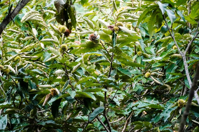 Người dân Hà Nội ùn ùn đi nhặt hạt dẻ rừng - 12 Người dân Hà Nội ùn ùn đi nhặt hạt dẻ rừng - 12