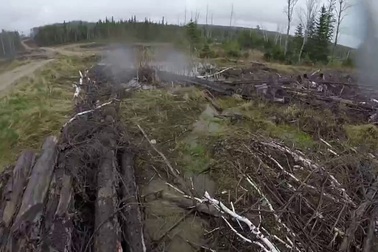 Thót tim nhìn cảnh thợ săn bị gấu tấn công bất ngờ