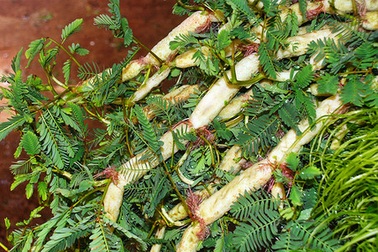 Bất ngờ với những công dụng chữa bệnh của rau rút