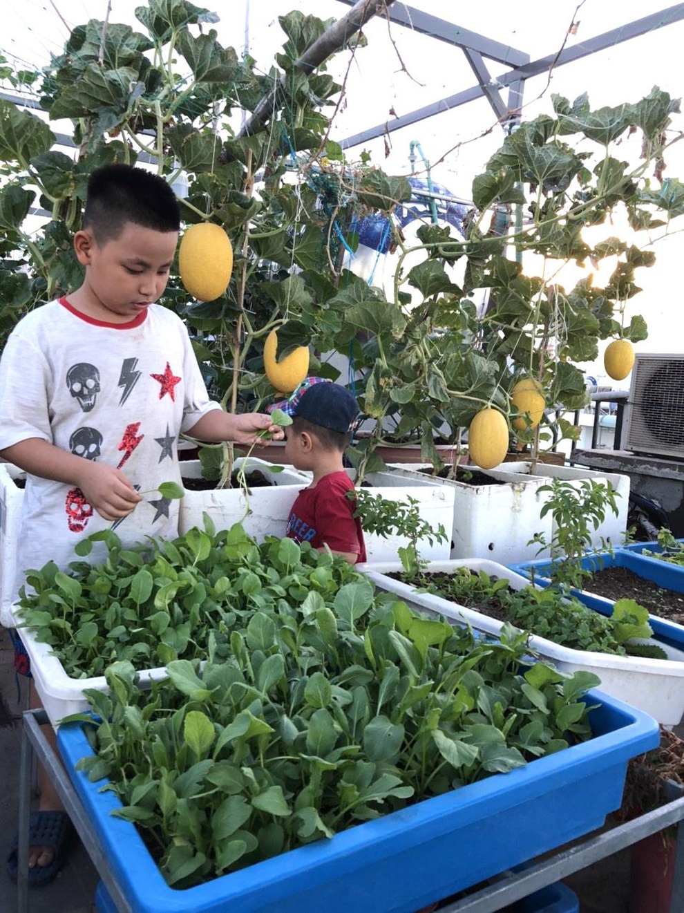 Cặm cụi vác đất lên tầng 5, mẹ đảm Đà Nẵng có vườn rau trái 100m2 - 3