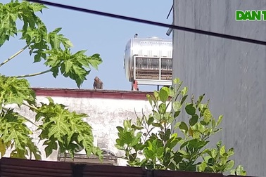 Lên phương án vây bắt đàn khỉ "đại náo" khu dân cư ở Sài Gòn