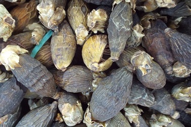 Cơn sốt cau non: Từng lỗ 700 triệu đồng vì thương lái Trung Quốc ngừng lấy hàng