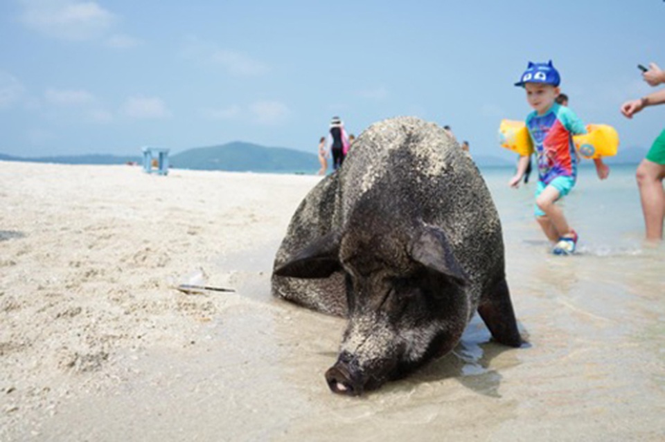 Lợn rừng “minh tinh”: Điểm nhấn trên bãi biển Koh Samui - 1 Lợn rừng “minh tinh”: Điểm nhấn trên bãi biển Koh Samui - 1