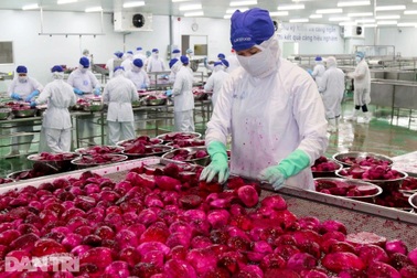 Ưu tiên tuyển người từng xuất khẩu lao động trở về nước