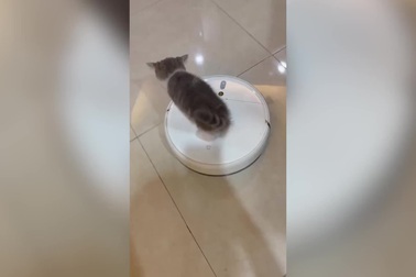 Mèo con thích thú ngồi trên robot hút bụi để "đi dạo"
