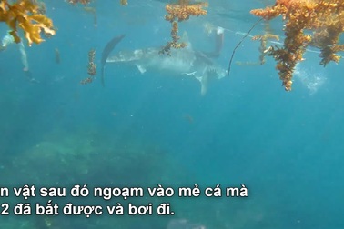 Cô gái bị cá mập lôi đi khi đang lặn biển