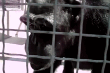 Tinh tinh "gây sốt" khi nói tiếng người