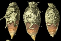 Lần đầu tiên tìm thấy hóa thạch hoàn hảo côn trùng kỷ Trias