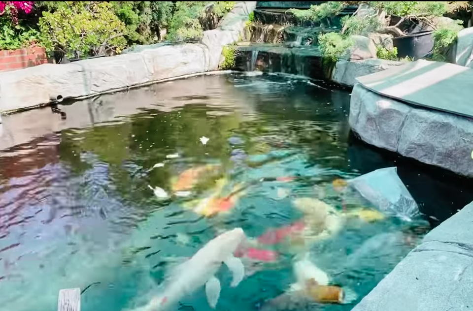 Chiêm ngưỡng hồ cá Koi của Bằng Kiều trên đất Mỹ - 3 Chiêm ngưỡng hồ cá Koi của Bằng Kiều trên đất Mỹ - 3