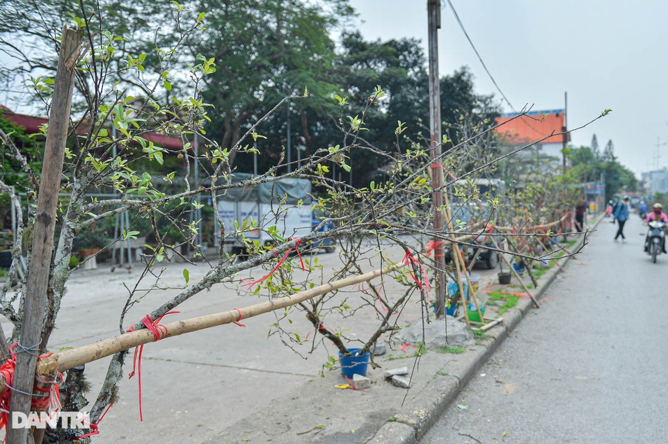 Cành hoa lê giá cả triệu đồng, hết sốt trở thành củi khô - 4