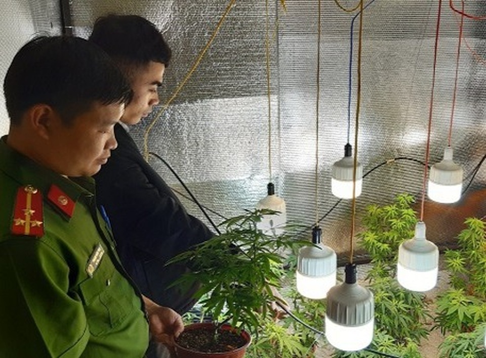 Lắp đặt hệ thống phun sương trong phòng ngủ để trồng cần sa - 2 Lắp đặt hệ thống phun sương trong phòng ngủ để trồng cần sa - 2
