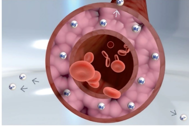 Lợi ích của Kali và Magnesi với bệnh nhân tim mạch