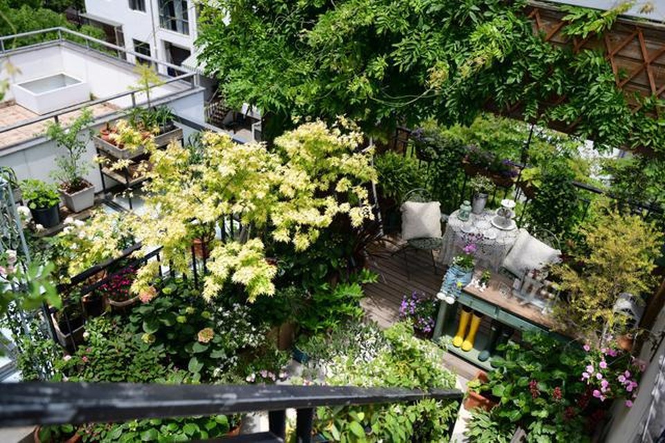 Vườn hoa sân thượng đẹp như thiên đường của vị giám đốc bận rộn - 4 Vườn hoa sân thượng đẹp như thiên đường của vị giám đốc bận rộn - 4