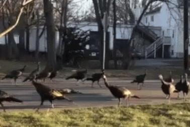 Xôn xao đoạn clip hành động kỳ quặc của đàn gà gây sốc cộng đồng mạng