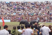 Lễ hội chọi trâu Đồ Sơn “quá tải”, phe vé bán cả… giấy mời