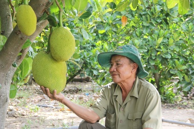 Phú Yên: Trồng cây cho quả thơm “nức mũi”…thu 200 triệu đồng/năm