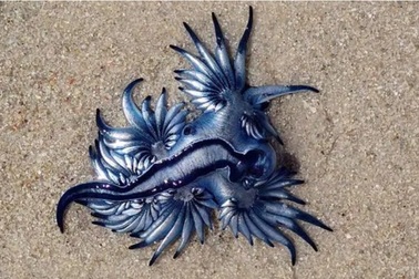 "Sát thủ đẹp nhất đại dương" trôi dạt vào bờ biển