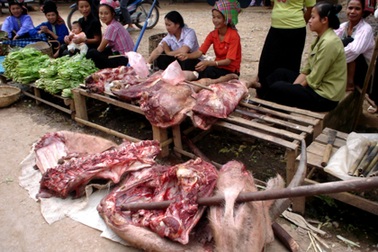 Bí ẩn loài ác thú giết hại hàng loạt trâu bò ở Sơn La