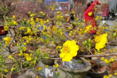 Mai vàng miền Nam bán tràn ngập phố phường Hà Nội
