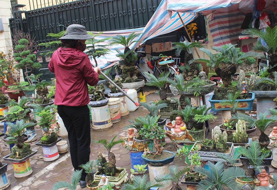 Chán mai, ngán đào, nhiều thượng đế săn lùng mua vạn tuế bonsai chơi Tết - 6 Chán mai, ngán đào, nhiều thượng đế săn lùng mua vạn tuế bonsai chơi Tết - 6