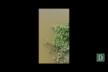 Nhảy cầu tự tử.