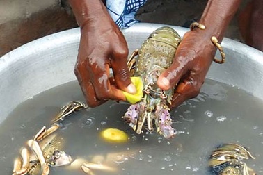 Tôm cua giá rẻ: đừng ham!