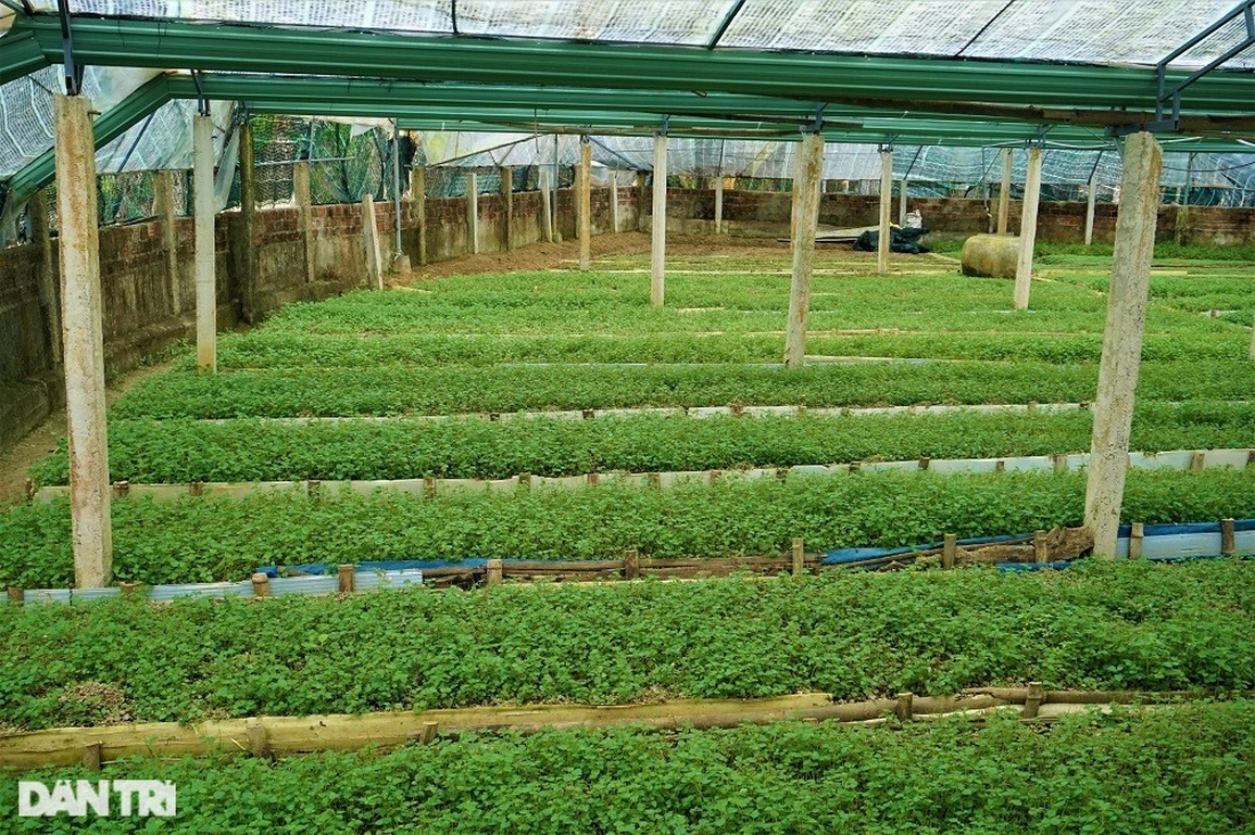 Lão nông mang rau dại về trồng, bất ngờ thu nhập cao - 5 Lão nông mang rau dại về trồng, bất ngờ thu nhập cao - 5