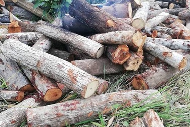 Lâm tặc tưới xăng đốt gỗ tang vật, một kiểm lâm viên bị bỏng