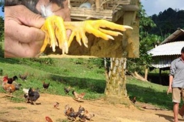 Săn gà chín cựa nơi Đất Tổ: 4 triệu đồng/con