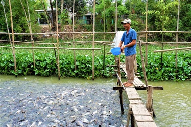 Kỳ lạ hàng ngàn con cá tra kéo đến "nương nhờ" nhà dân và chỉ ăn chay