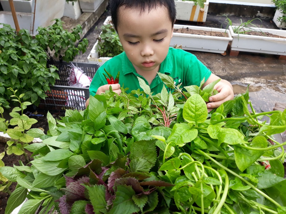 Vườn nhỏ cái gì cũng có trên sân thượng của mẹ đảm Hà Nội - 9 Vườn nhỏ cái gì cũng có trên sân thượng của mẹ đảm Hà Nội - 9