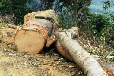 Cải tạo rừng tự nhiên nghèo kiệt: Đã hoàn thành trước khi bị cấm!