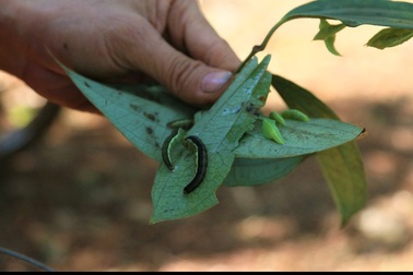 Nhìn hốt hoảng tưởng sâu hóa ra đặc sản có "một không hai" ở Tây Nguyên
