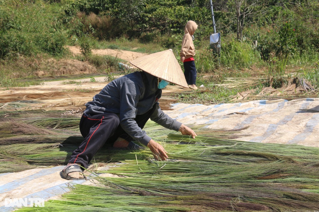 Vào rừng hái lộc về bán, kiếm nửa triệu đồng mỗi ngày - 4 Vào rừng hái lộc về bán, kiếm nửa triệu đồng mỗi ngày - 4