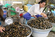 Độc đáo nghề săn ốc đồng mùa mưa, lũ ở miền Tây