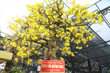 Mục sở thị "lão mai" dáng xuyên tâm, bông chi chít lập kỷ lục Việt Nam