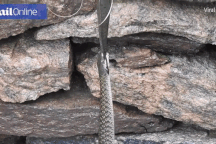 Cá trê lơ lửng trên không trong cuộc chiến giành bữa ăn của hai con rắn