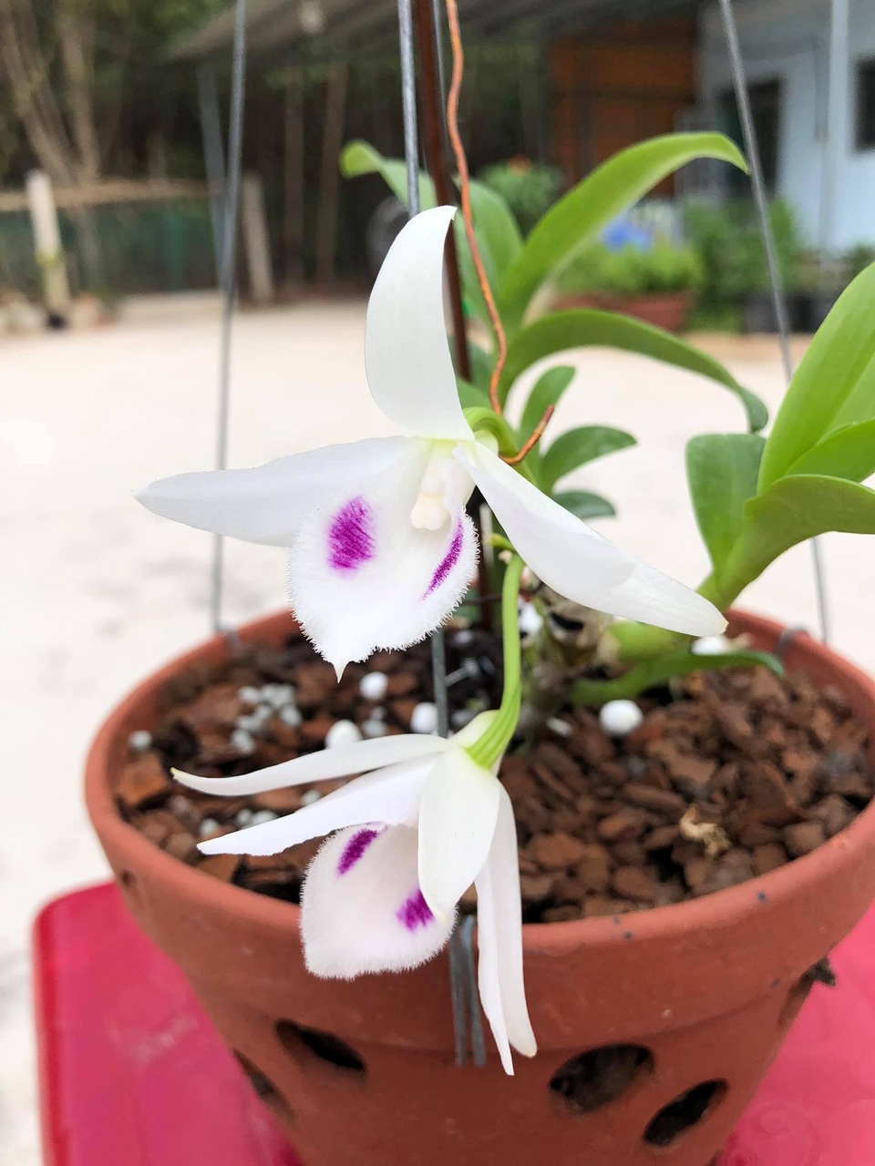Nghệ nhân trồng lan Nguyễn Minh Quân chia sẻ bí quyết chăm sóc lan vào mùa hè - 3 Nghệ nhân trồng lan Nguyễn Minh Quân chia sẻ bí quyết chăm sóc lan vào mùa hè - 3