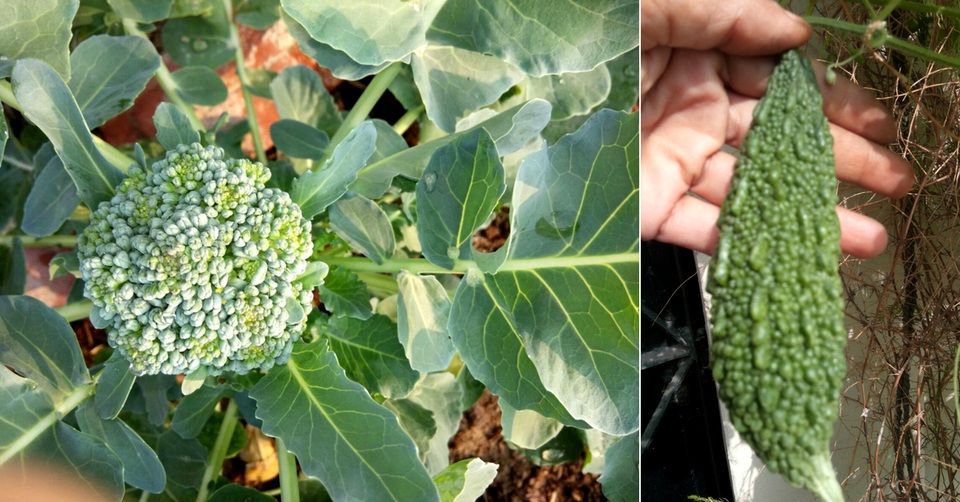 Mát mắt với khu vườn 240m2 trên sân thượng tầng 7 xanh tốt như nông trại - 9